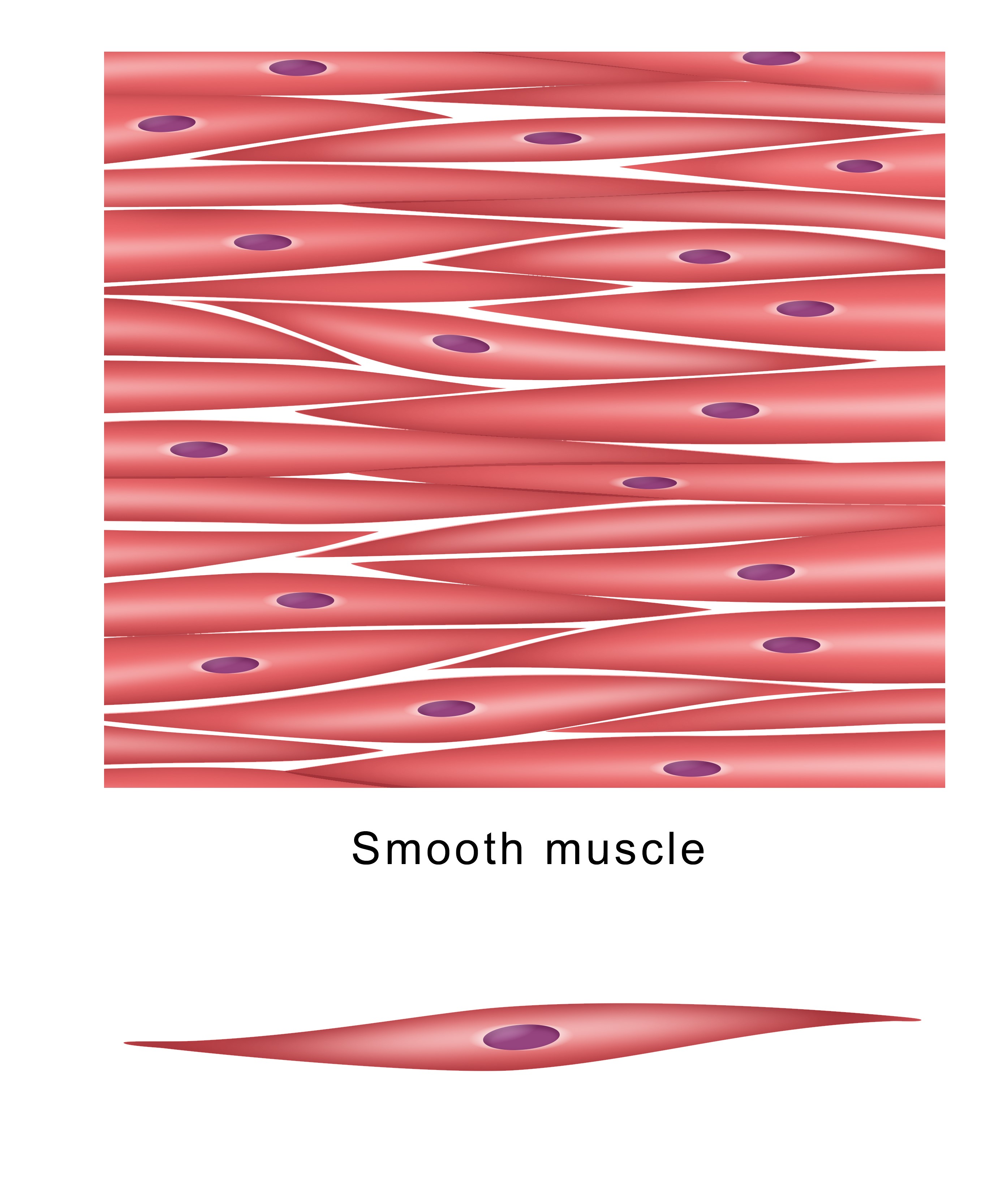 Smooth muscle cells